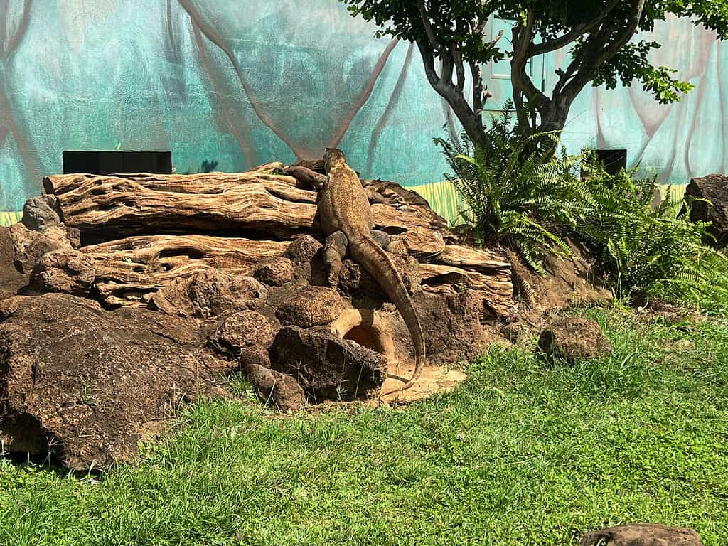 Drago di Komodo allo zoo di Honolulu