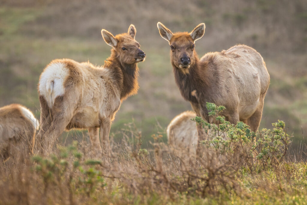 Tule Elk nella California costiera