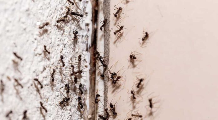 Infestazione di formiche