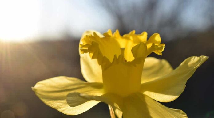 Il significato più popolare rappresentato dai narcisi è la rinascita.  -fiori di narciso che significano simbolismo e occasioni adatte