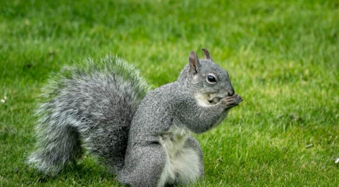 Lo scoiattolo grigio occidentale, inquadratura centrale, rivolto a destra, ha le zampe in bocca, nell'erba verde con