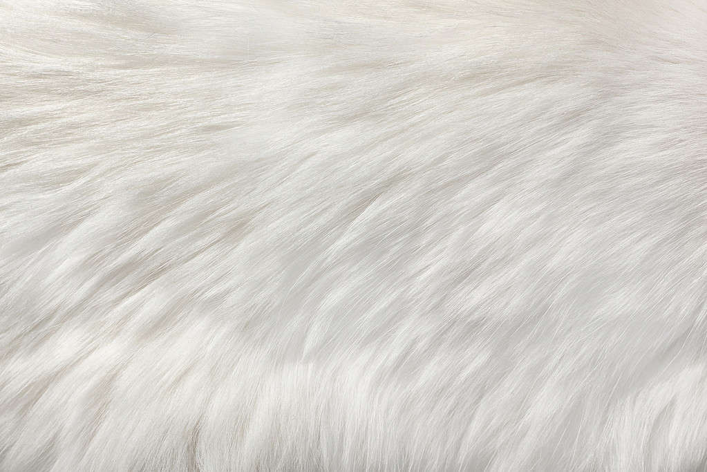 sfondo bianco pelliccia naturale