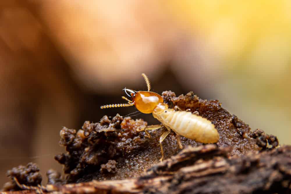 La termite a terra cerca cibo per nutrire le larve nella cavità.