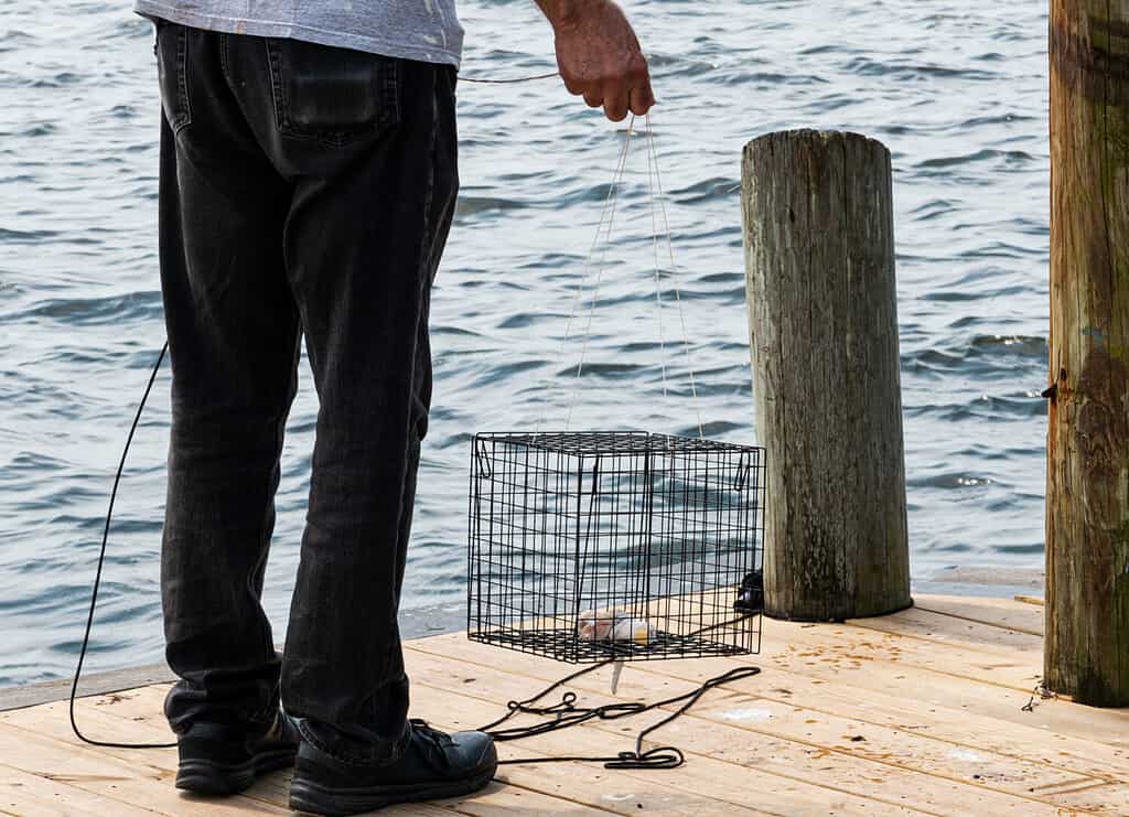 Le trappole per granchi riempite con pollo o pesce possono essere legalmente legate a un molo.