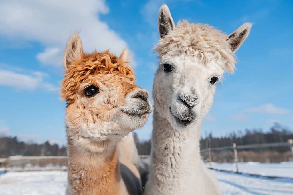Due adorabili alpaca in inverno.  Camelide sudamericano.