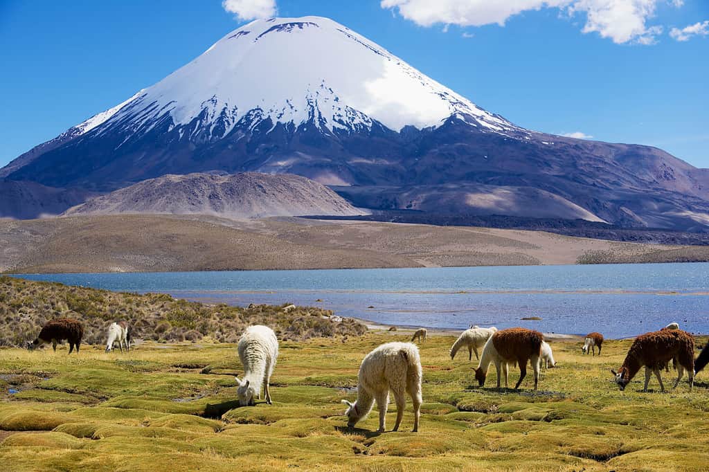 Gli alpaca bianchi (Vicugna pacos) pascolano sulla riva del lago Chungara a 3200 metri sopra il livello del mare con il vulcano Parinacota sullo sfondo nel Parco Nazionale Lauca vicino a Putre, Cile.