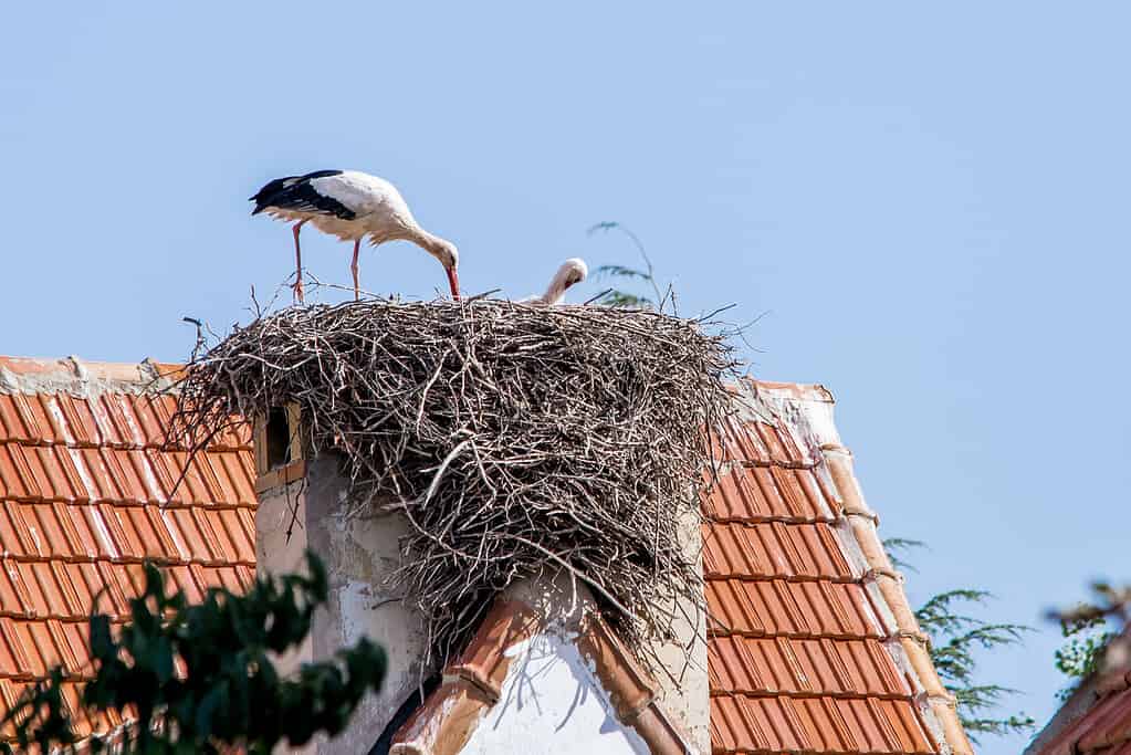 Coppia di cicogne bianche, Ciconia ciconia, grandi uccelli che si prendono cura del loro nido su un tetto a Ifrane