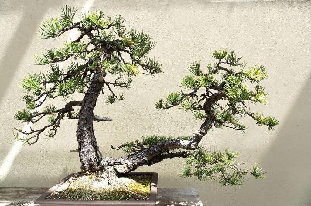 alberi di bonsai di pino pece su sfondo bianco