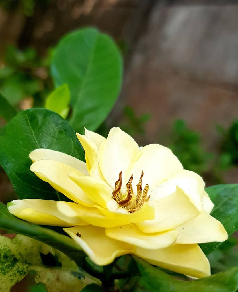 Gardenia gialla