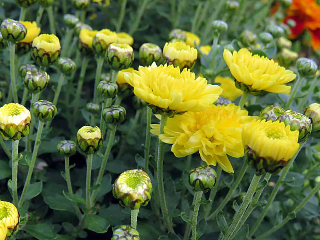 Boccioli di crisantemo giallo da vicino