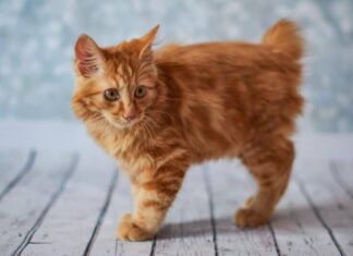 gattino-gatto-bobtail-arancione-americano