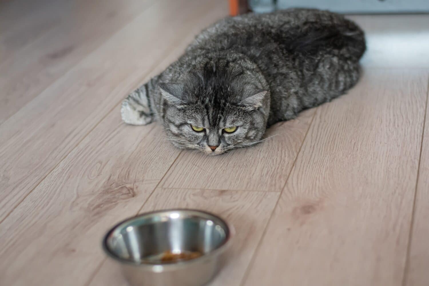 Un grande gatto pigro britannico ben nutrito giace accanto al cibo.  Il gattino è depresso e triste, non vuole mangiare il suo cibo.	
