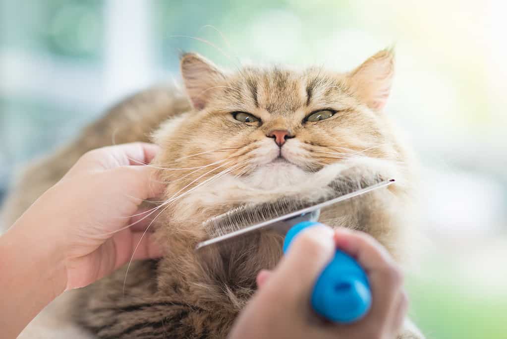 Donna che usa un pettine per spazzolare il gatto persiano