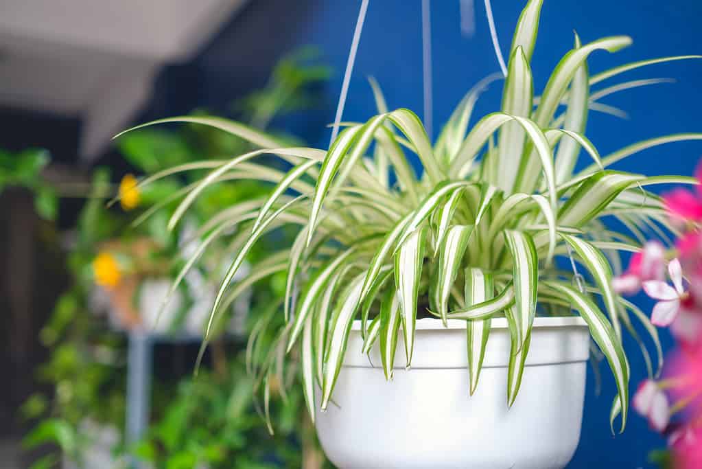 Chlorophytum comosum, pianta ragno in vaso/cestino sospeso bianco, piante purificatrici dell'aria per la casa, pianta d'appartamento per interni