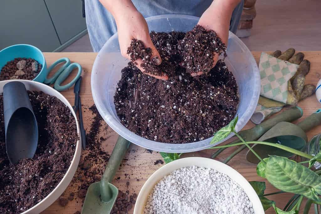 Cura delle piante in vaso da interno in primavera.  Una donna caucasica che mescola il terreno vegetale con la perlite nel contenitore.  Vista dall'alto.