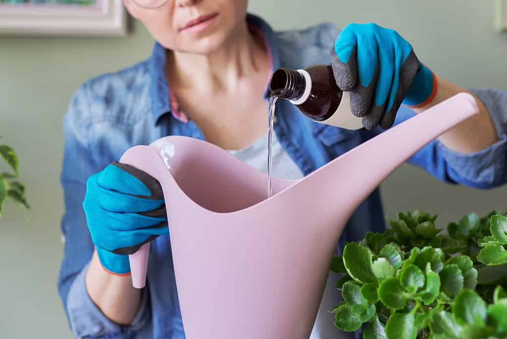 La donna versa il fertilizzante minerale liquido, nell'annaffiatoio con acqua