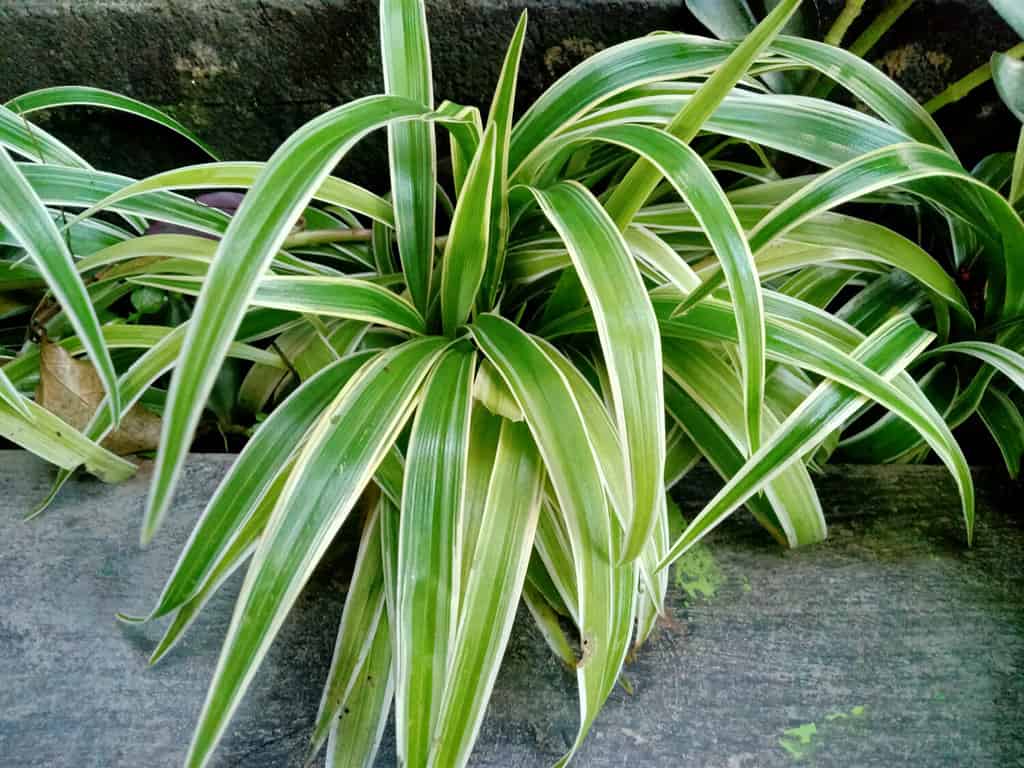 Primo piano di Chlorophytum comosum Ocean - Spider Plant - sfondo