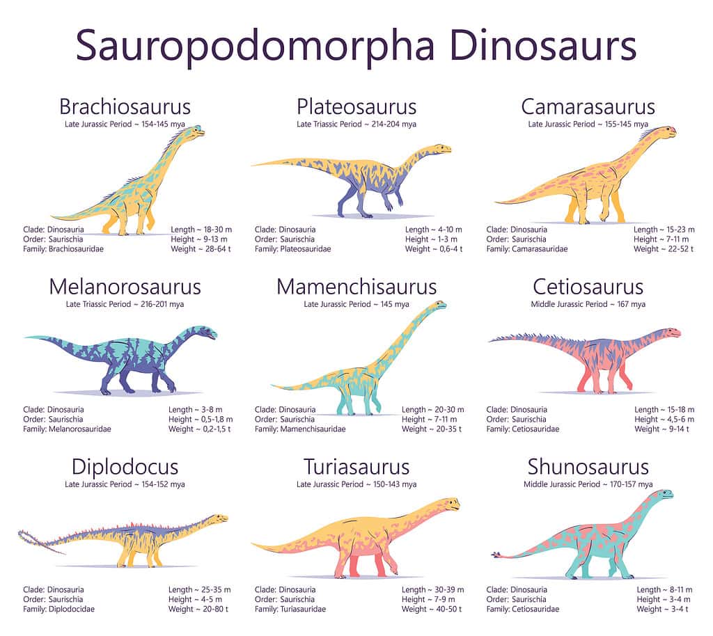 Dinosauri Sauropodomorfi.  Illustrazione vettoriale colorata di dinosauri isolati su sfondo bianco.  Insieme di creature antiche con informazioni su taglia, peso, classificazione e periodo di vita