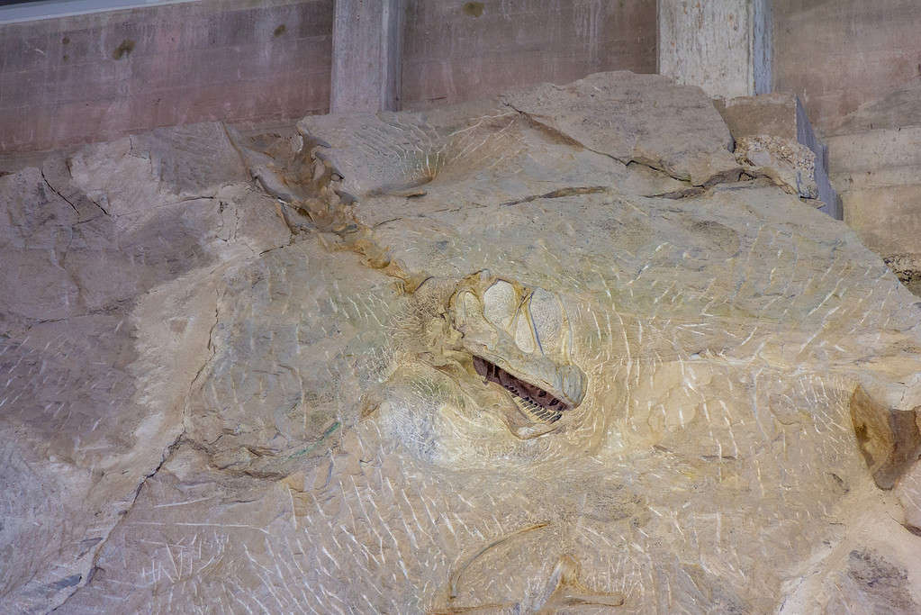 Fossile di Camarasaurus al Dinosaur National Monument
