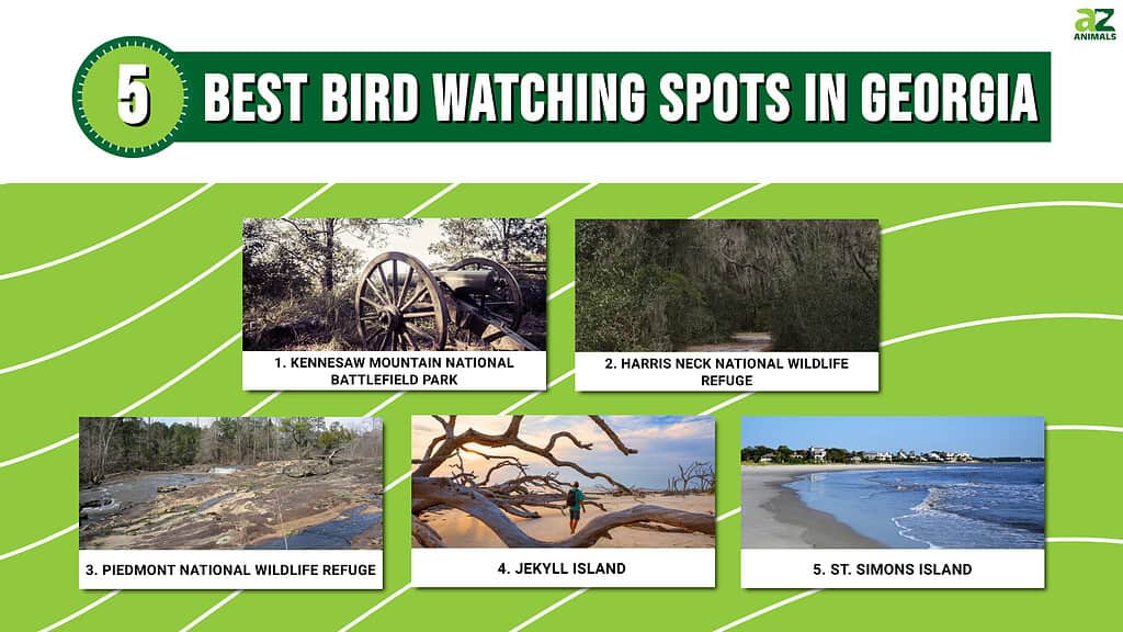 Infografica sui migliori spot per il birdwatching in Georgia