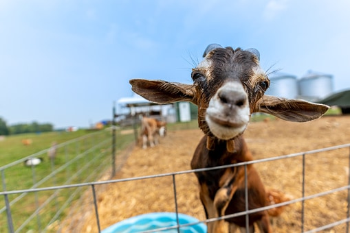 Una capra all'interno di uno zoo didattico si sporge verso la telecamera.  Girato con un obiettivo grandangolare e