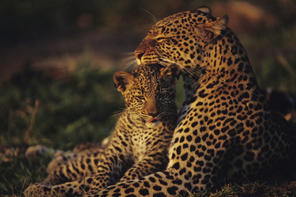 Madre e cucciolo di leopardo (Panthera pardus), riposanti nell'erba, Kenya