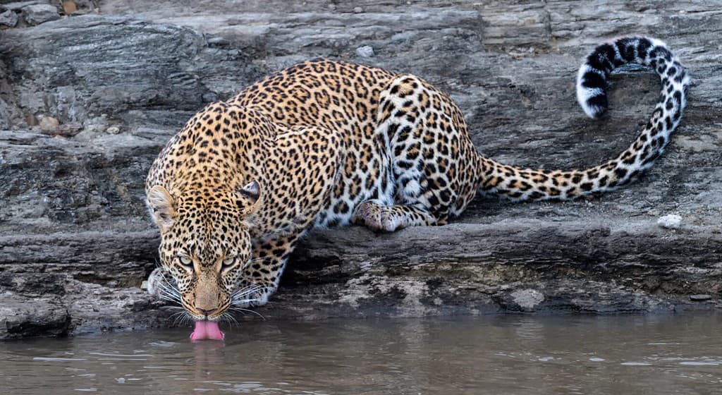 Leopardo beve acqua al fiume e guarda dritto al fotografo - Masai Mara, Kenya