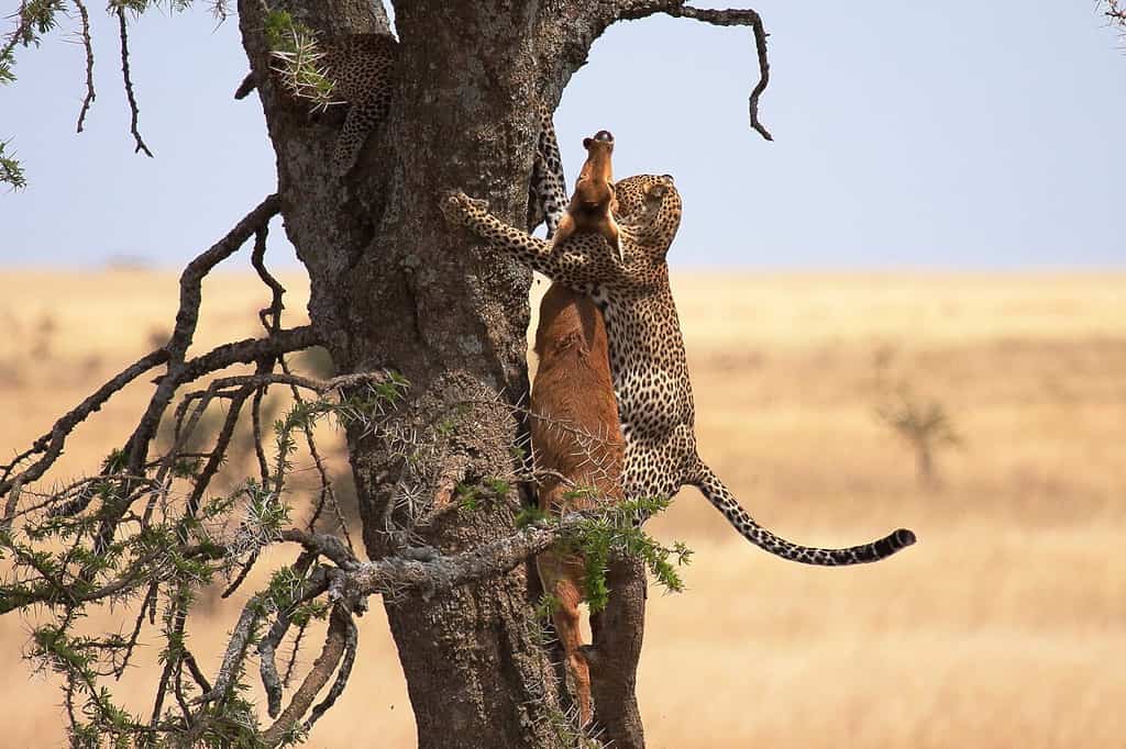 il leopardo che trasporta uccide un albero, la preda molto più grande di lui