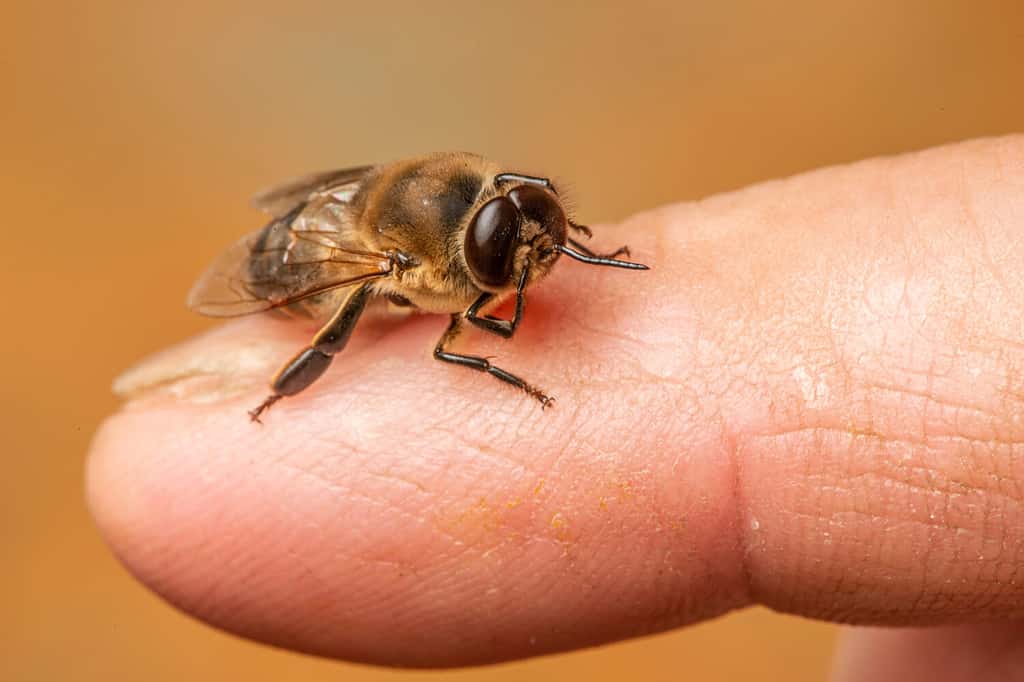 grandi api fuco (ape maschio)