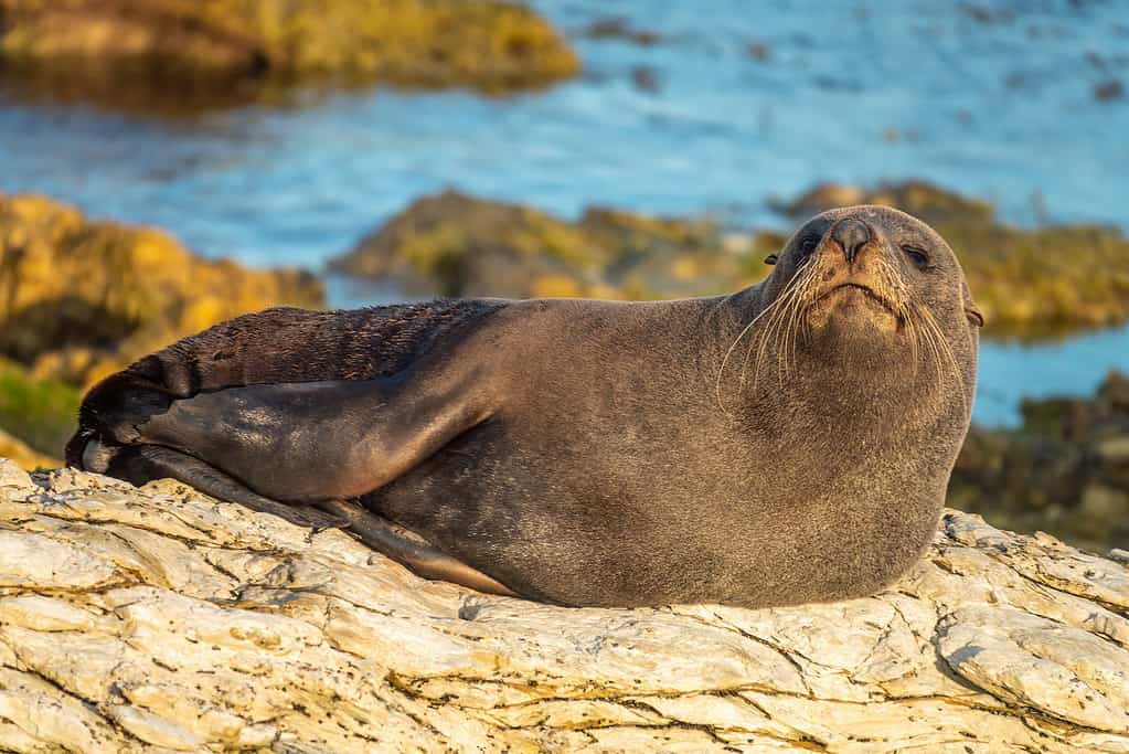 Ritratto di foca di pelliccia della Nuova Zelanda (mare di pelliccia dal naso lungo) (Arctocephalus forsteri) sulle coste sollevate dal terremoto di Kaikoura, sulla costa orientale dell'Isola del Sud della Nuova Zelanda.