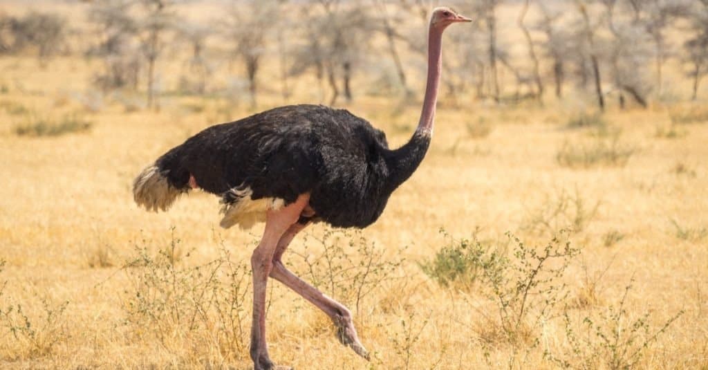 Camminata dello struzzo, Africa