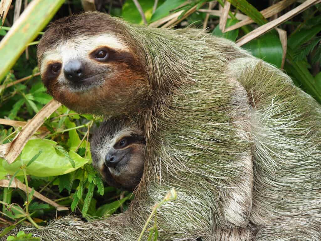 mamma bradipa con bambino