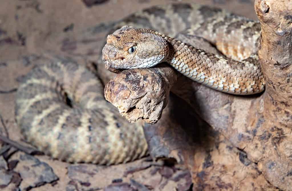 Serpente a sonagli maculato.  Il serpente a sonagli di Mitchell.  Un serpente a sonagli bianco.  Crotalus mitchellii.