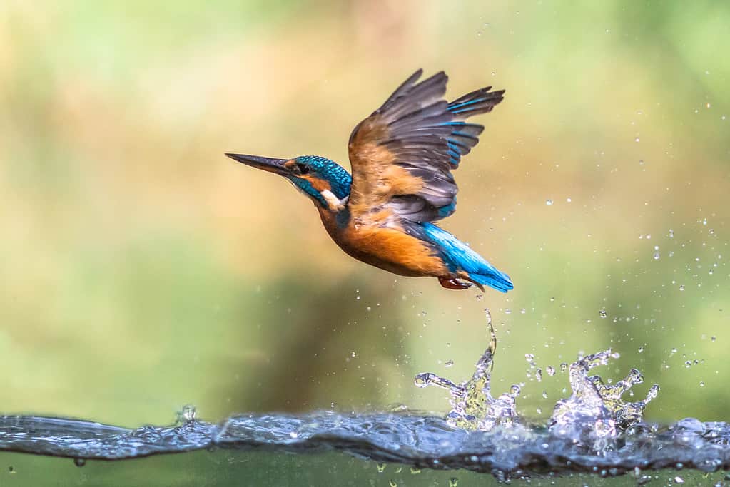 Estratto emergente del Martin pescatore europeo comune