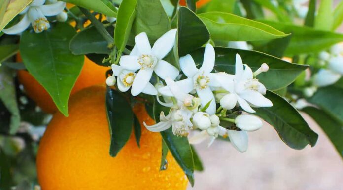 Fiori d'arancio su un albero di arancio