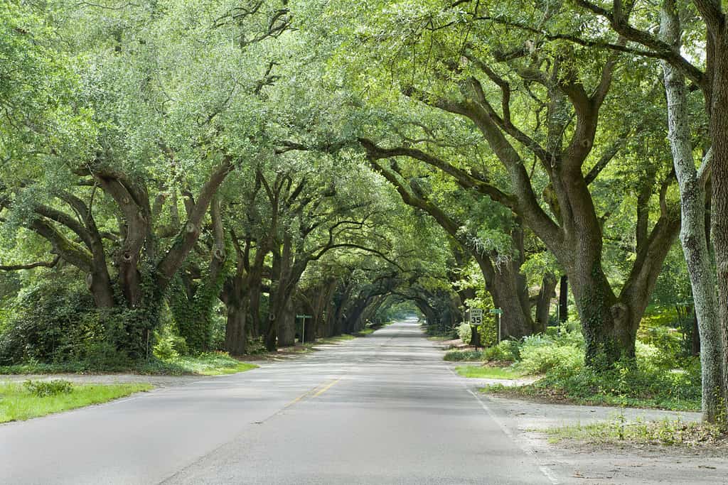 South Boundary Street con tettoia in quercia ad Aiken, Carolina del Sud.