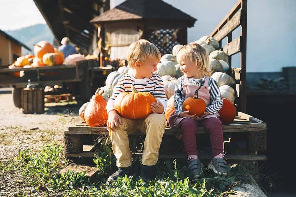 Famiglia e bambini nella stagione autunnale.  Bambini in età prescolare seduti in un mucchio di zucche al mercato agricolo locale.  Bambini che raccolgono la zucca durante la festa di Halloween o del Ringraziamento.  Ragazzo e ragazza all'aperto in campagna.