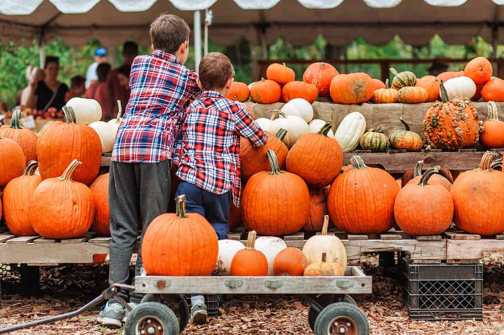 bambini in una festa del raccolto in fattoria.  i bambini raccolgono zucche al mercato degli agricoltori