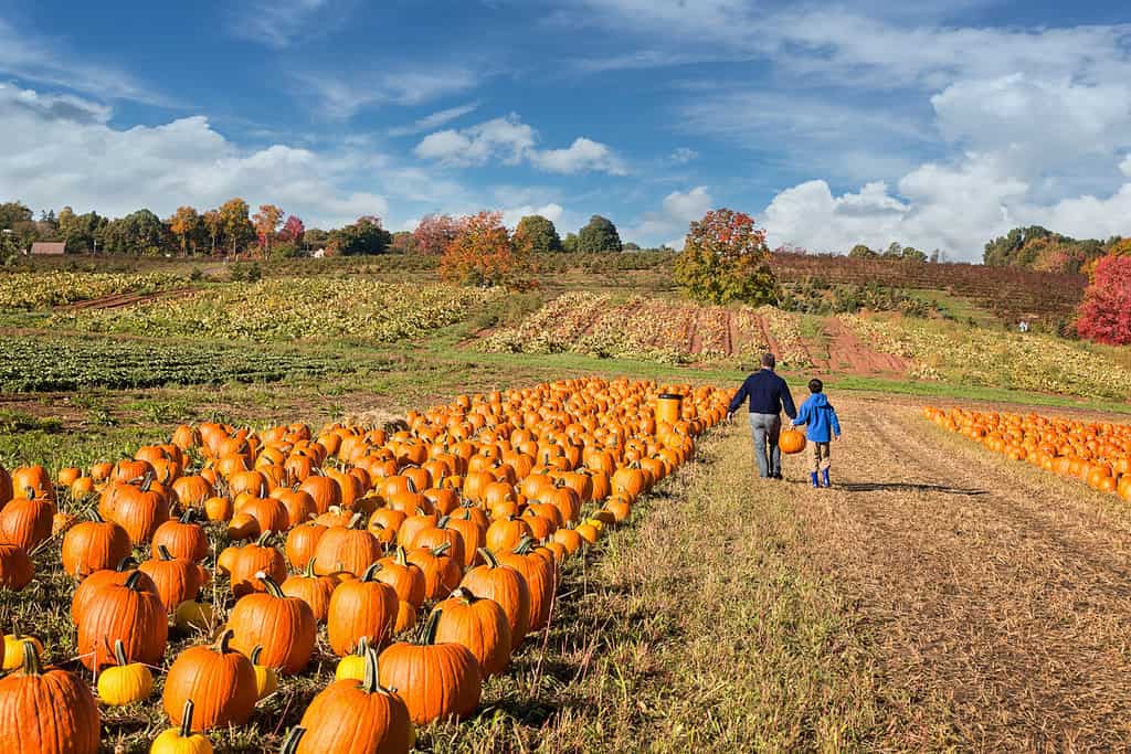 padre e figlio raccolgono una zucca in una fattoria