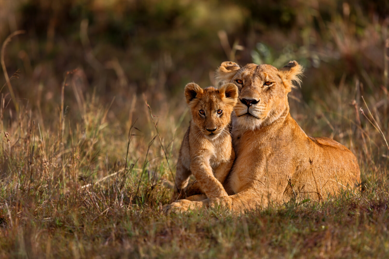 Leone madre di Notches Rongai Pride con cucciolo nel Masai Mara, Kenya