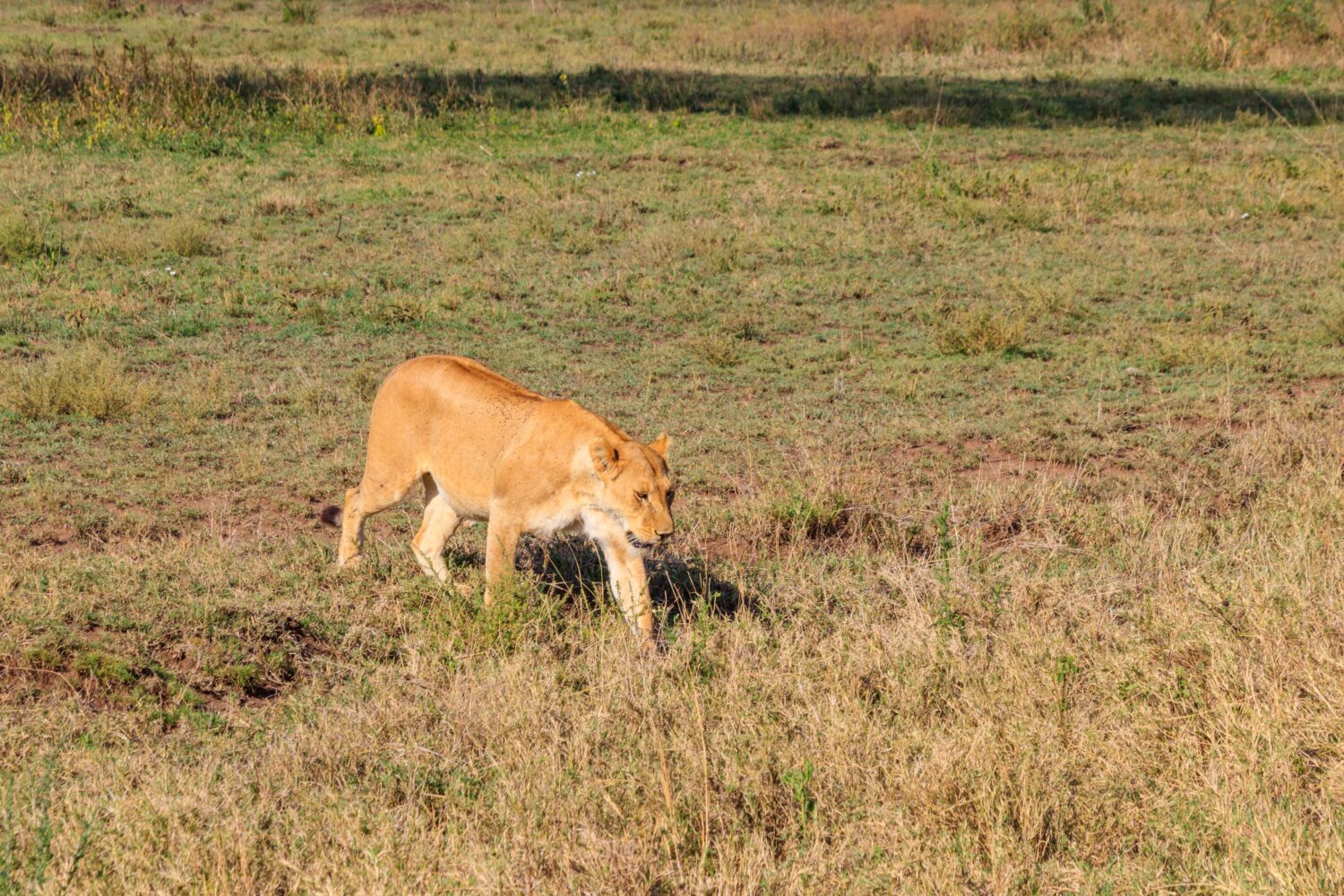 Leonessa (Panthera leo) cammina nella savana nel parco nazionale del Serengeti, Tanzania