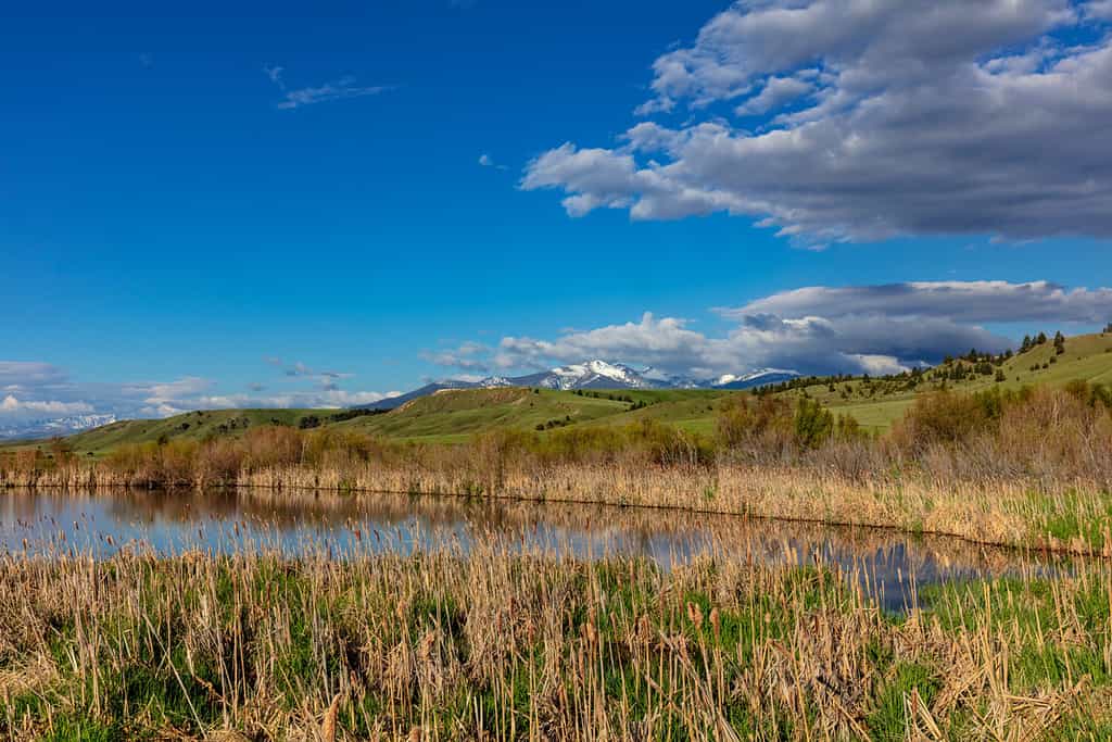 Flint Creek Montagne e zone umide vicino a Deer Lodge, Montana, USA