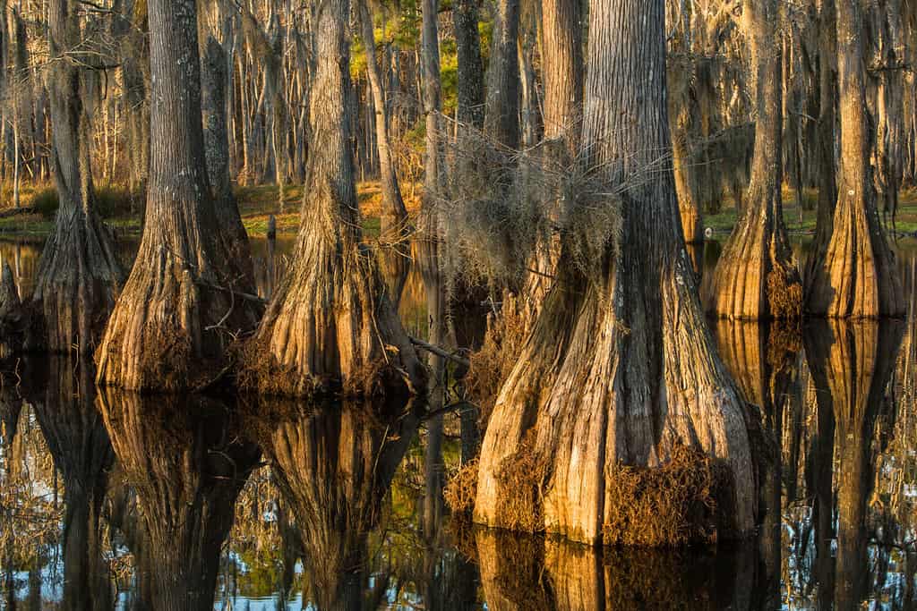 Palude di cipressi calvi al Sam Houston Jones State Park, Louisiana, Stati Uniti