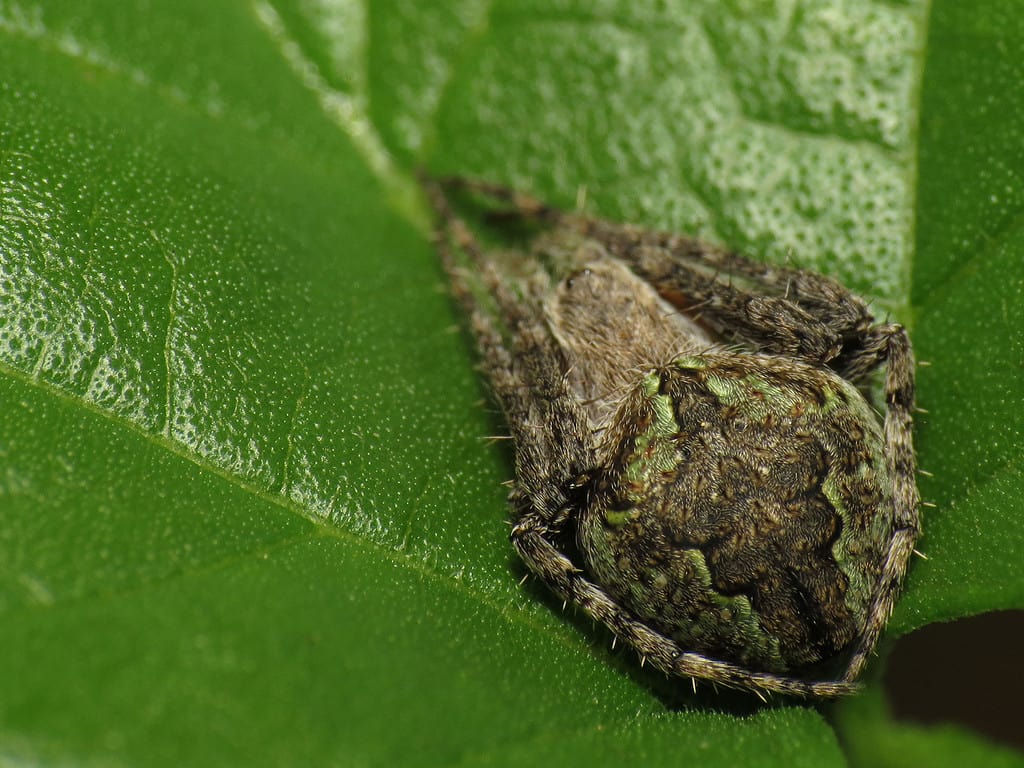 Orbweaver gobbo (Eustala anastera)