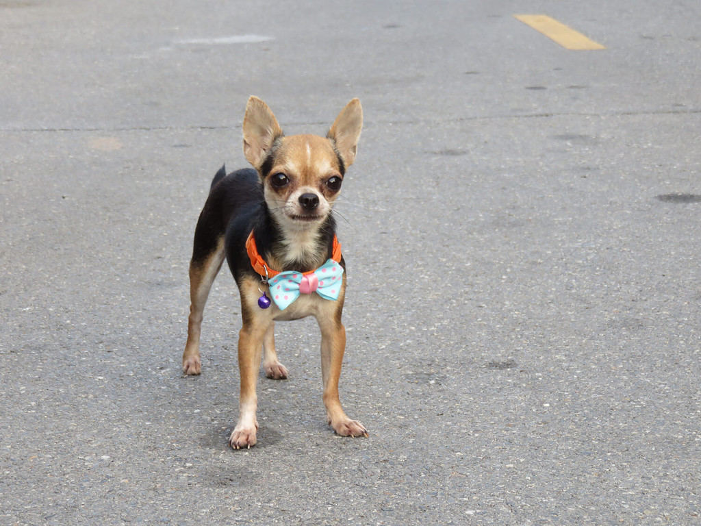 Una testa di cervo a pelo corto nero e marrone (teste piatte) Il Chihuahua con le gambe sottili è la razza più piccola di cane e prende il nome dallo stato di Chihuahua in Messico