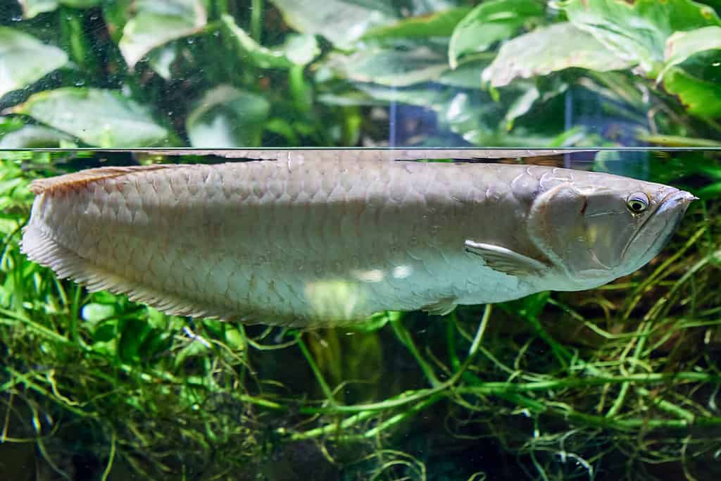 L'arowana argentata nuota vicino alla superficie dell'acqua nell'acquario dell'Oceanario di San Pietroburgo, Russia.