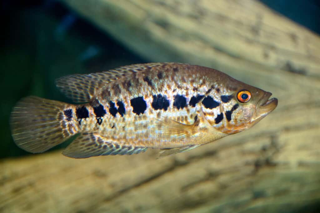 Jaguar Cichlid galleggia in un primo piano dell'acquario