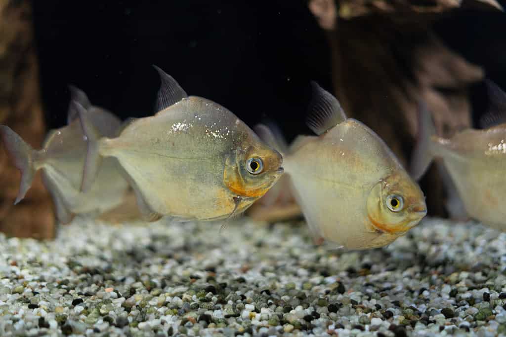 uno stormo di bellissimi pesci nuota nell'acquario.  Metynnis argenteo.  Ordine: Caracinoso.  Oceanario.