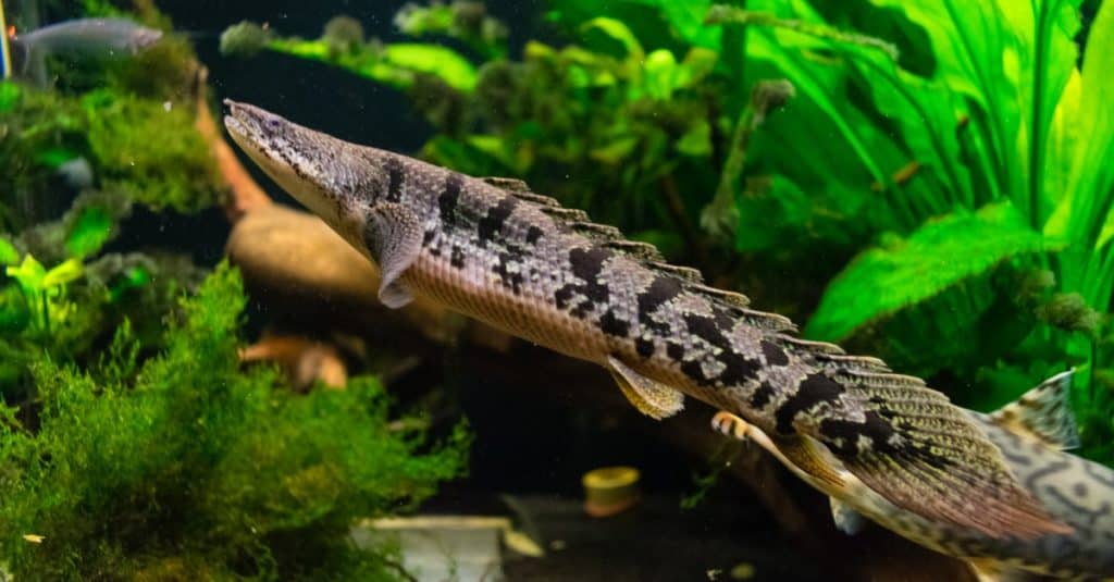 Il bichir barrato, bichir corazzato, bichir bandback o bichir fasciato (Polypterus delhezi) è un pesce allungato che si trova nel fiume Congo, in particolare nelle porzioni superiore e media.