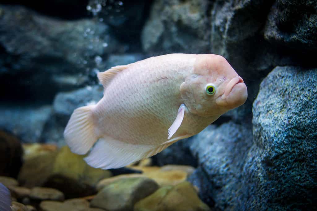 Gourami gigante;  Osphronemus goramy.  Foto con messa a fuoco selettiva.